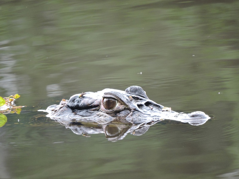 Responsible wildlife viewing in Peru rainforest